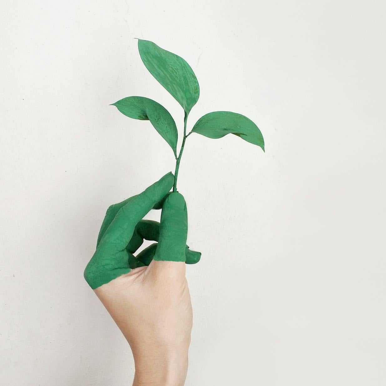 Hand with green painted fingers holding small plant seedling with vibrant green leaves against white background. Minimalist eco-friendly concept representing growth, sustainability, and environmental consciousness.